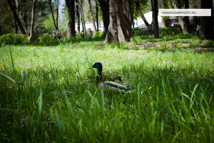Селезень в парке Солнечный Остров