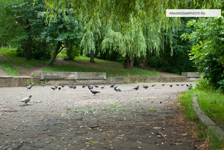 Парковая зона в районе Карасунского озера